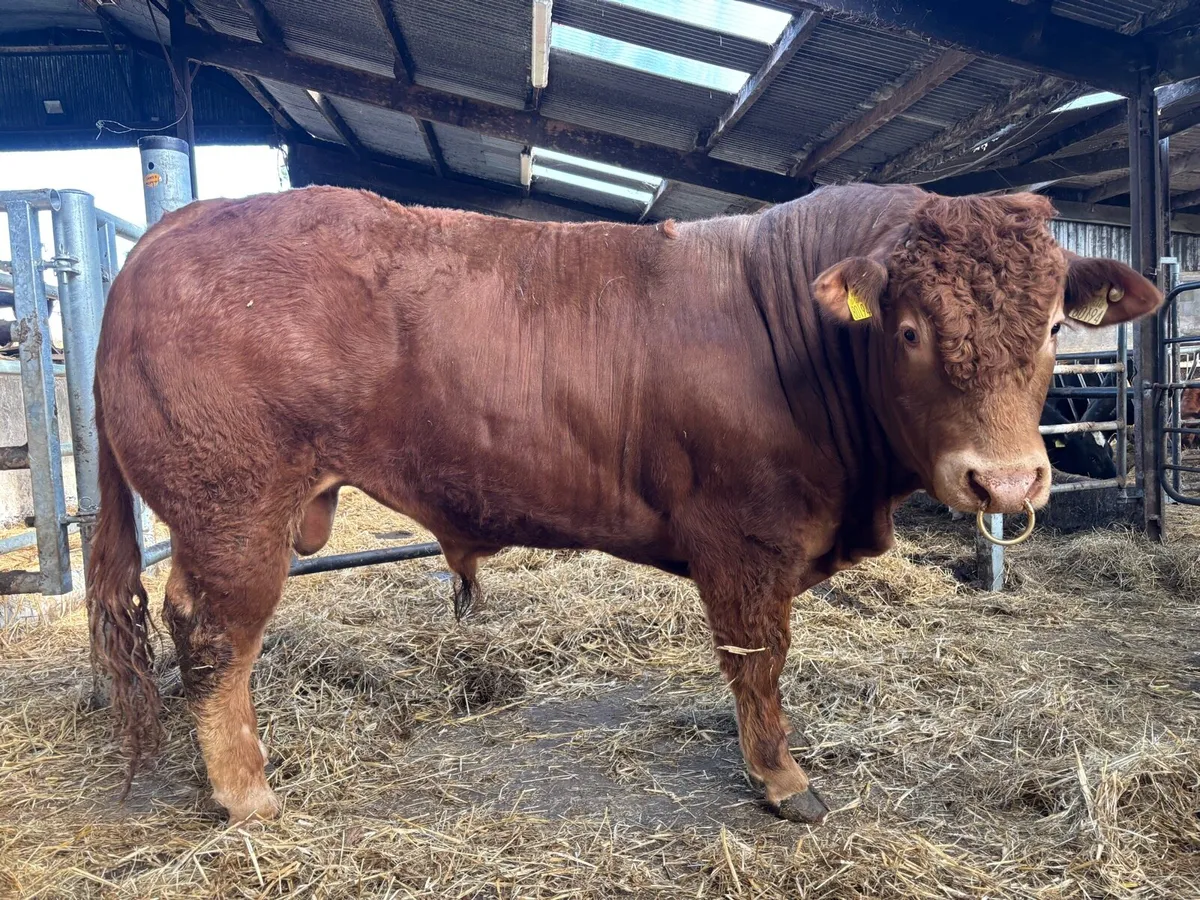 Limousin Bull Ampertaine Elgin x Gamin x Clonlara - Image 1
