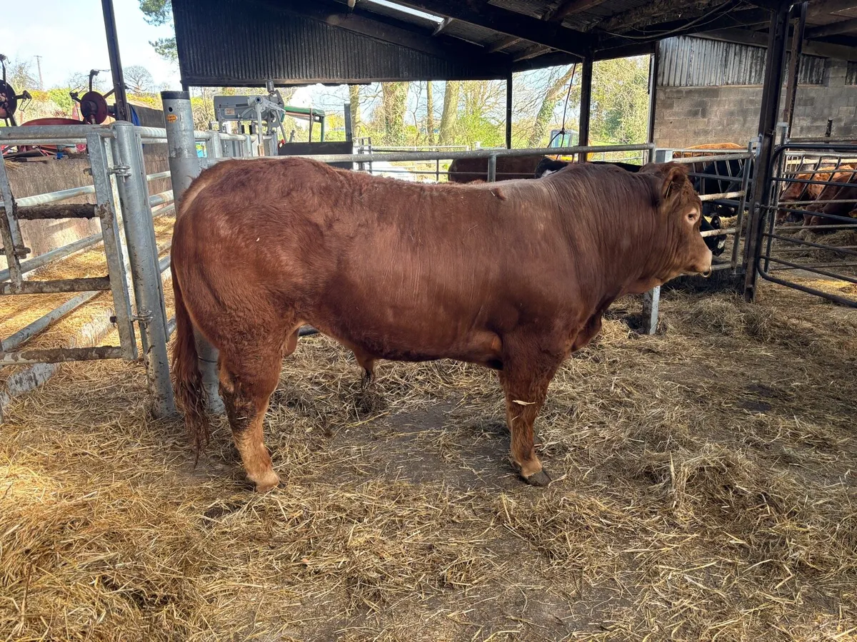 Limousin Bull Ampertaine Elgin x Gamin x Clonlara - Image 4