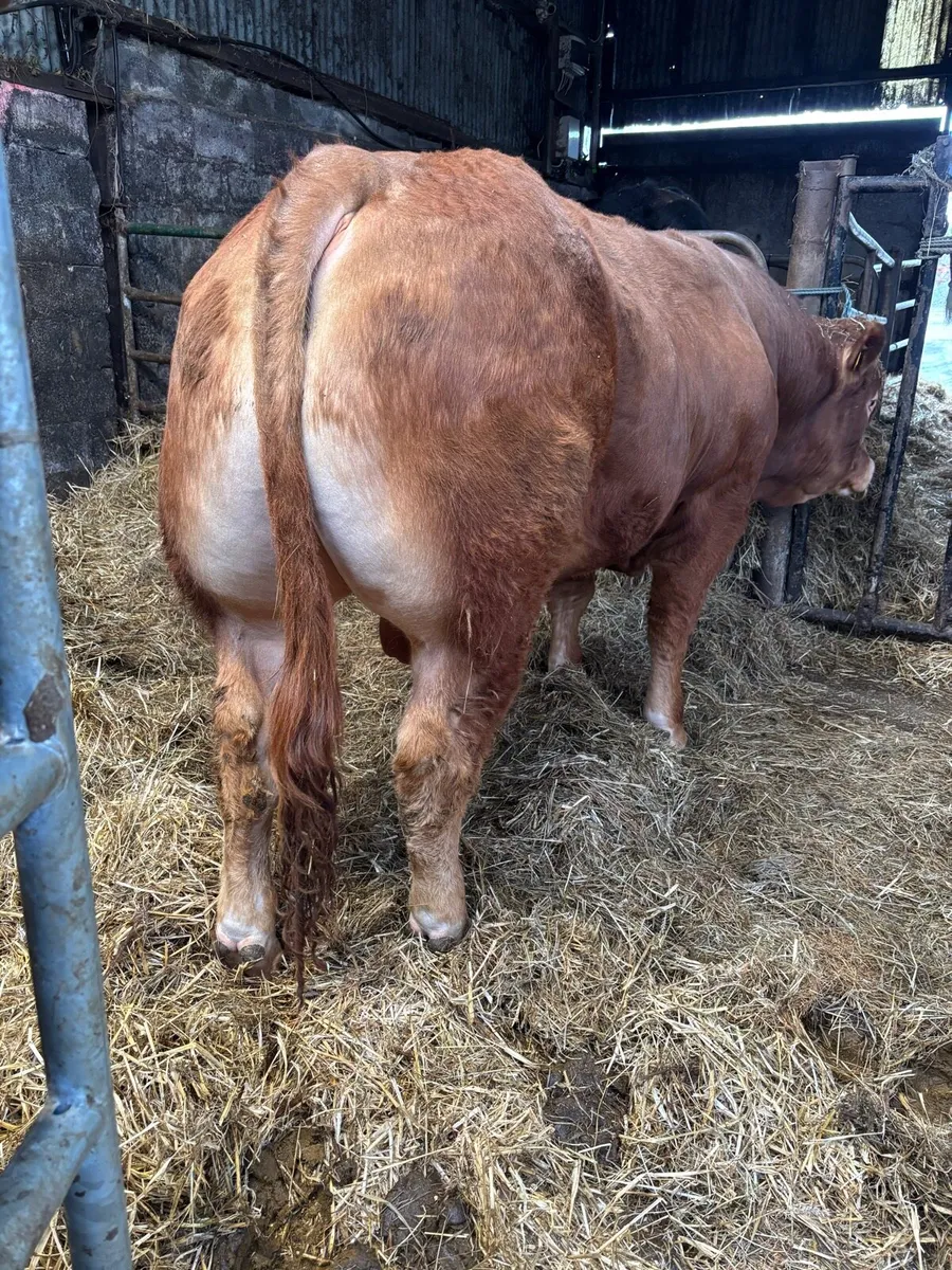 Limousin Bull Ampertaine Elgin x Gamin x Clonlara - Image 3