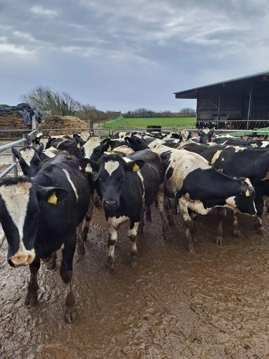 DAIRY & BREEDING HFR SALE WED 1ST APRIL AT 12 NOON - Image 1