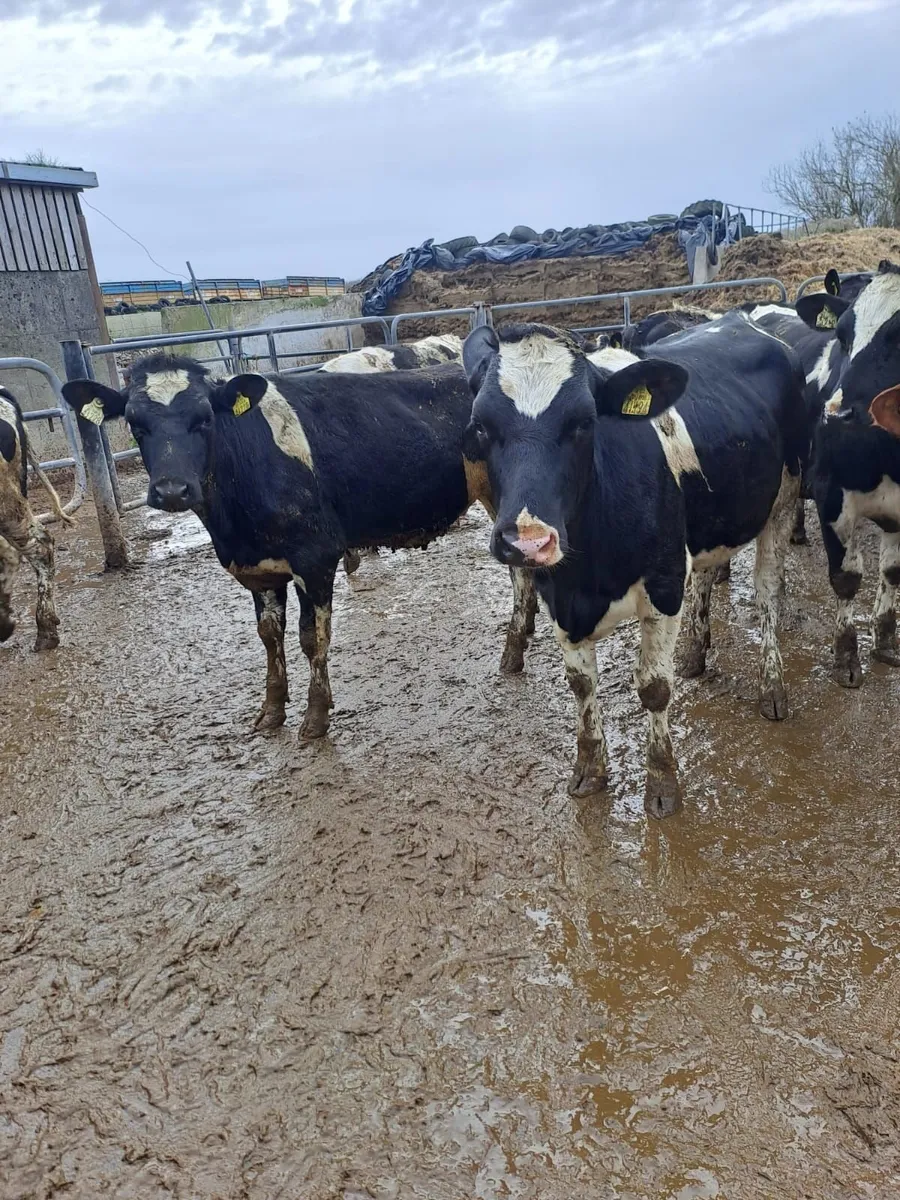 DAIRY & BREEDING HFR SALE WED 1ST APRIL AT 12 NOON - Image 2