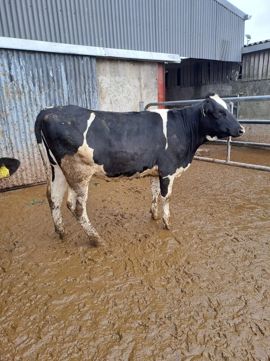 DAIRY & BREEDING HFR SALE WED 1ST APRIL AT 12 NOON - Image 3
