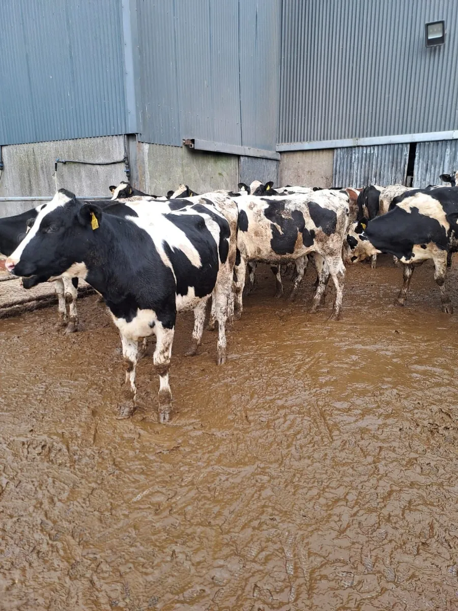 DAIRY & BREEDING HFR SALE WED 1ST APRIL AT 12 NOON - Image 4