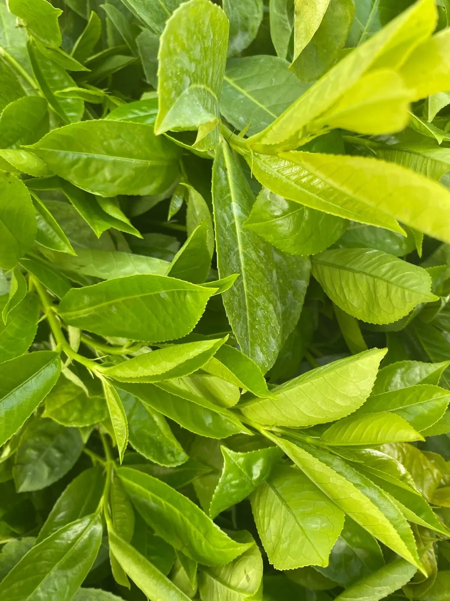 Laurel hedging - Image 3