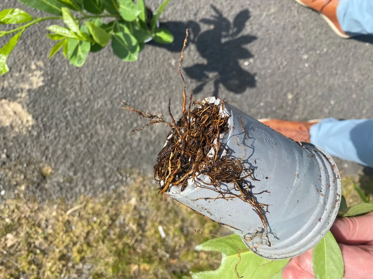 Laurel hedging - Image 4