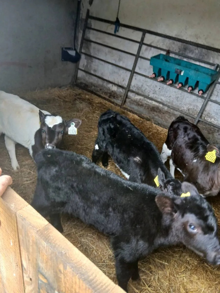 Four organic bull calves - Image 1