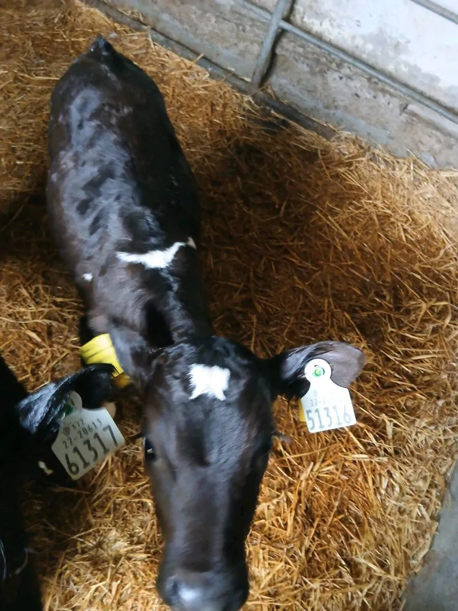 Four organic bull calves - Image 2