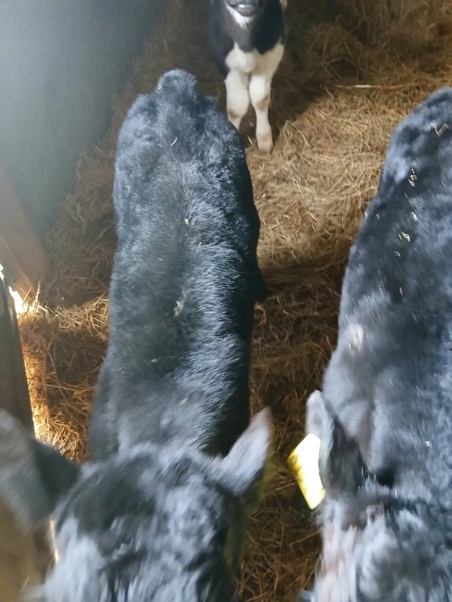 Four organic bull calves - Image 3