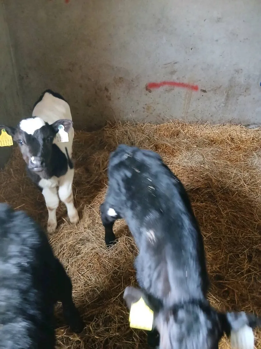 Four organic bull calves - Image 4