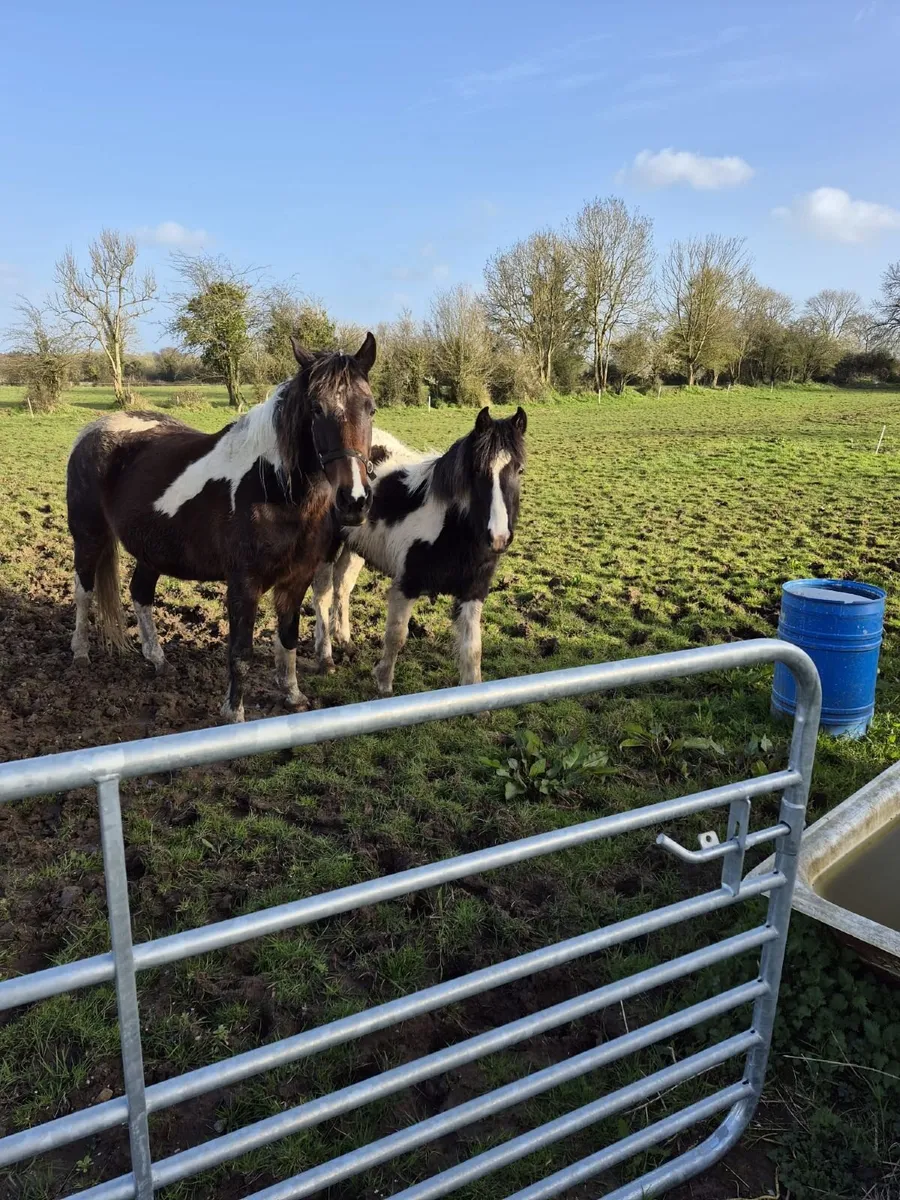 Trotting Mare & Filly Foal