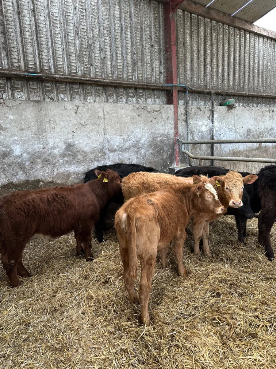 Beef bred heifers - Image 3