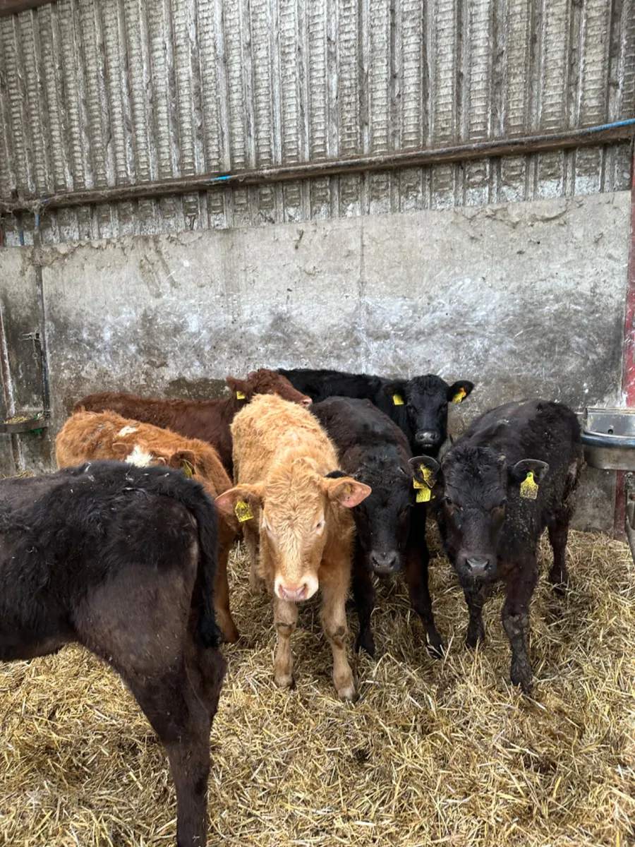 Beef bred heifers - Image 1