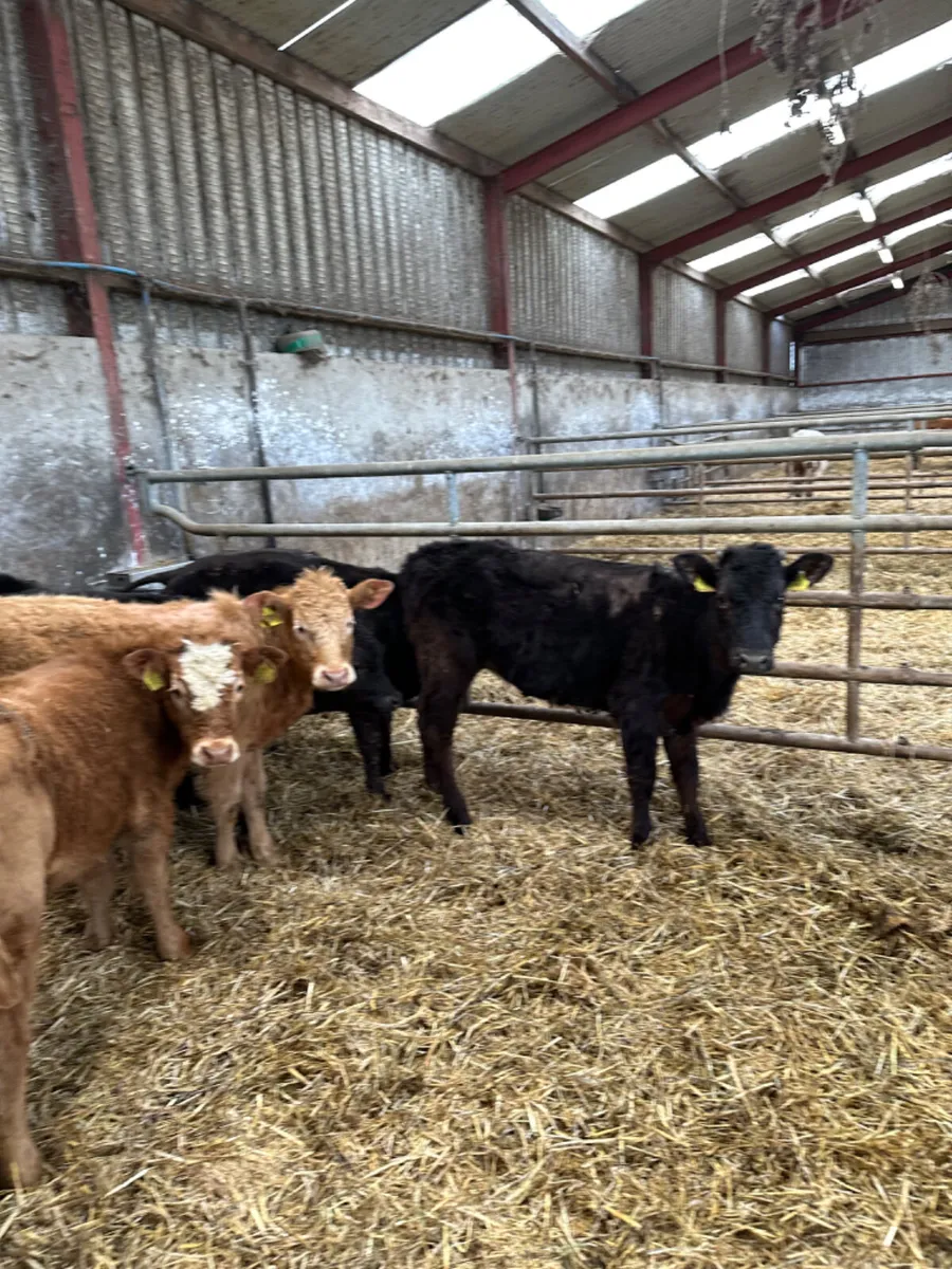 Beef bred heifers - Image 4