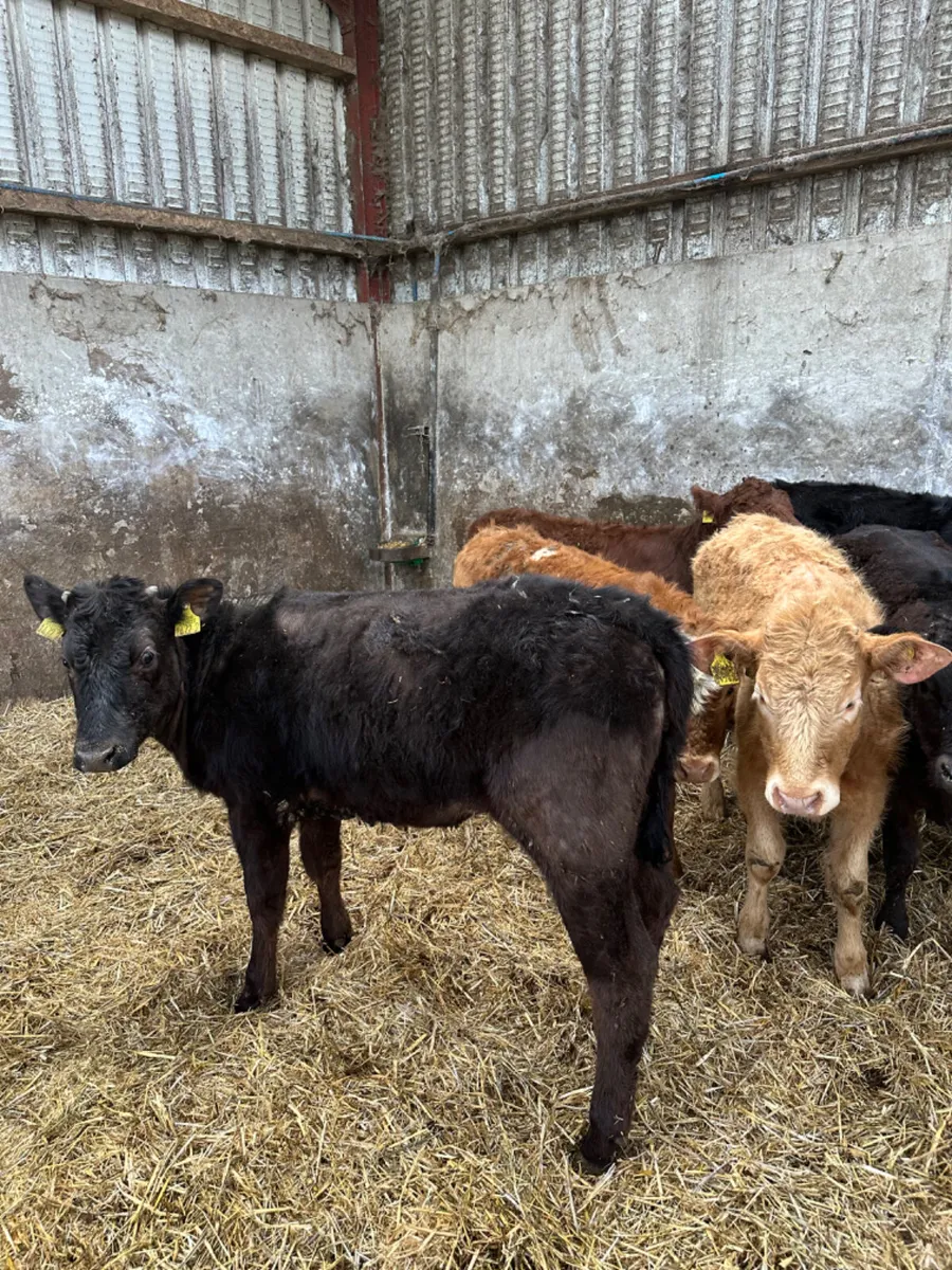 Beef bred heifers - Image 2