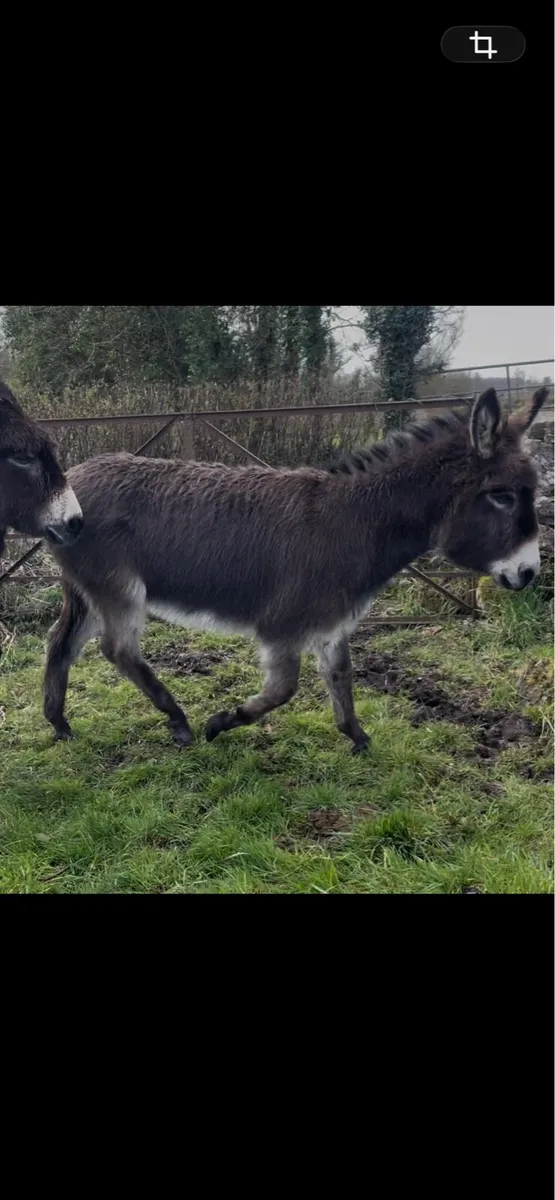 mare donkey with passport