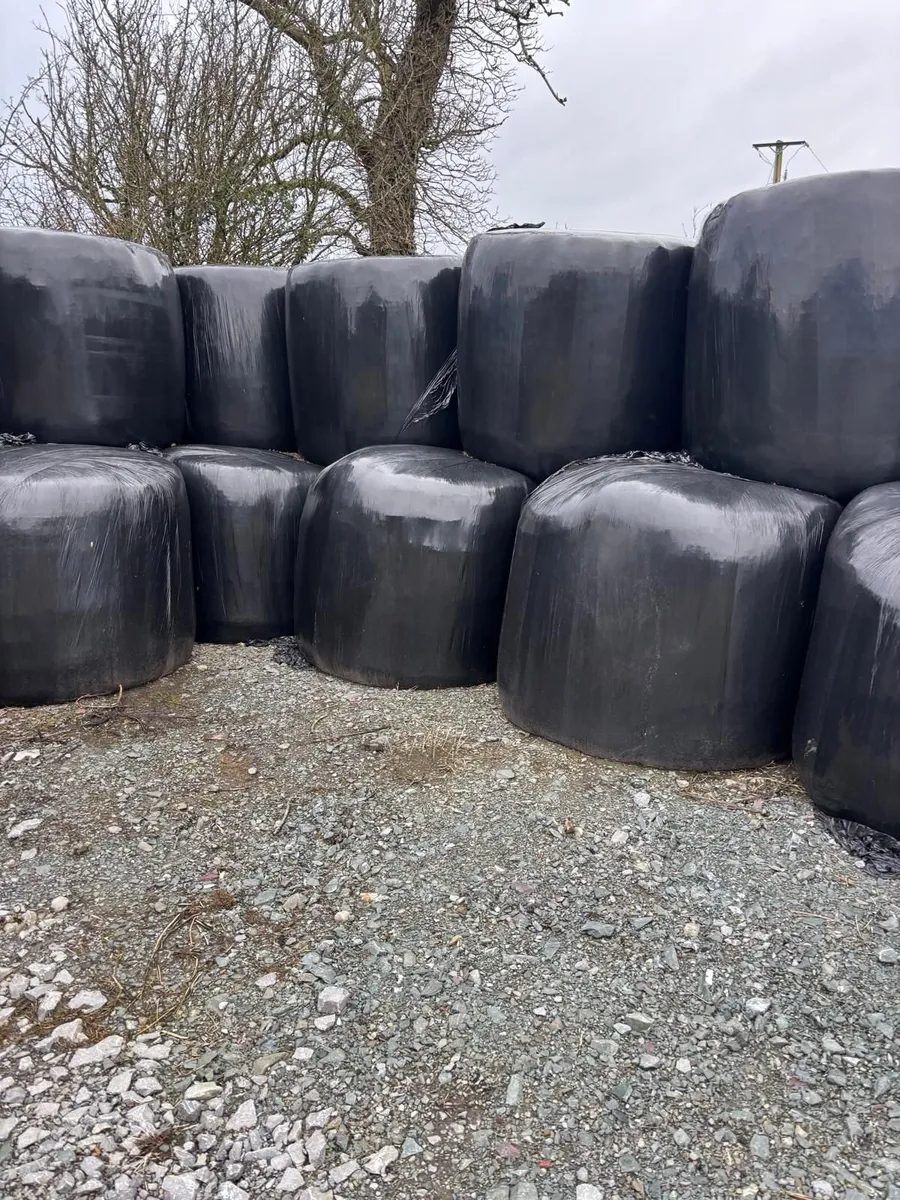 Silage Bales - Image 2