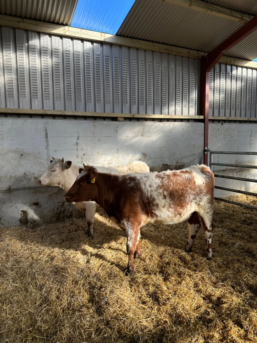 Beef shorthorn heifers - Image 2