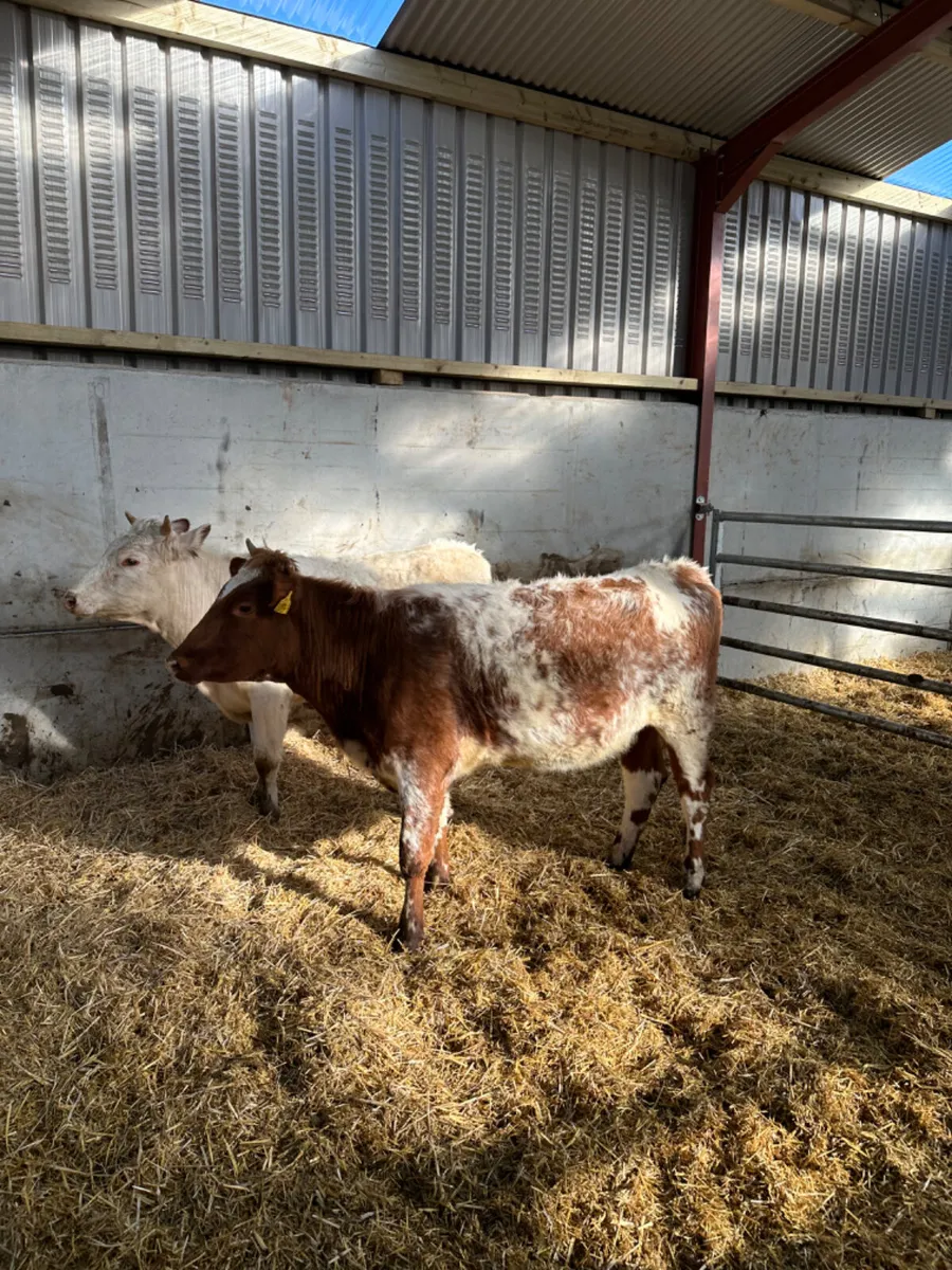 Beef shorthorn heifers - Image 1