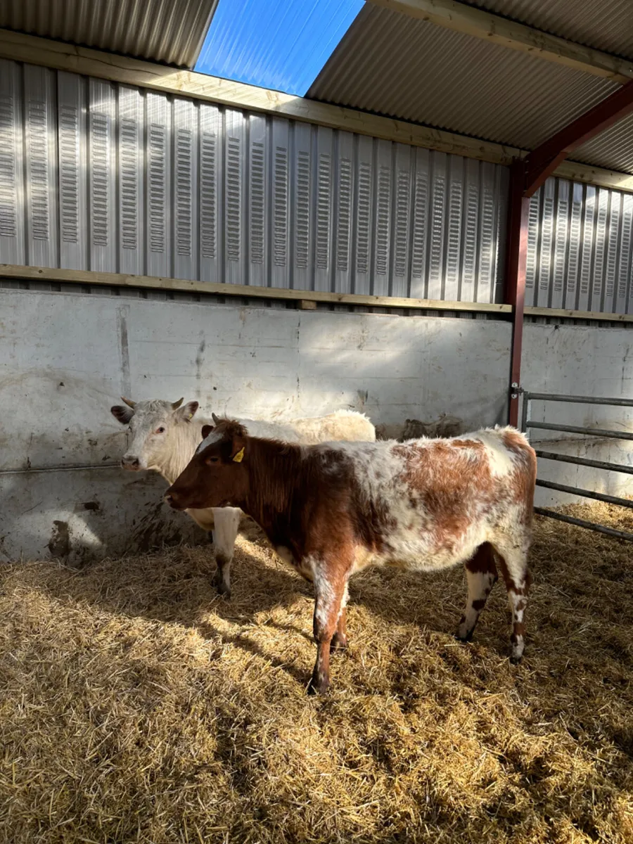 Beef shorthorn heifers - Image 4