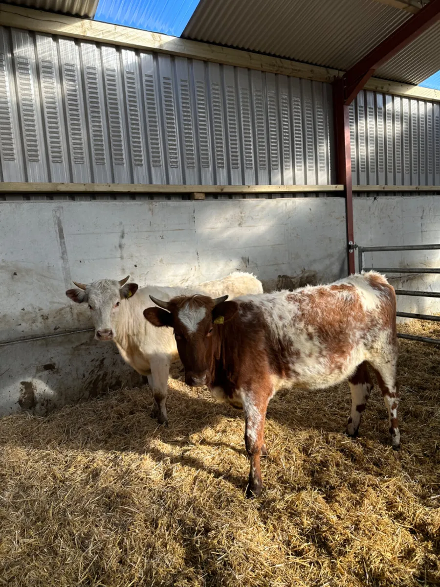 Beef shorthorn heifers - Image 3