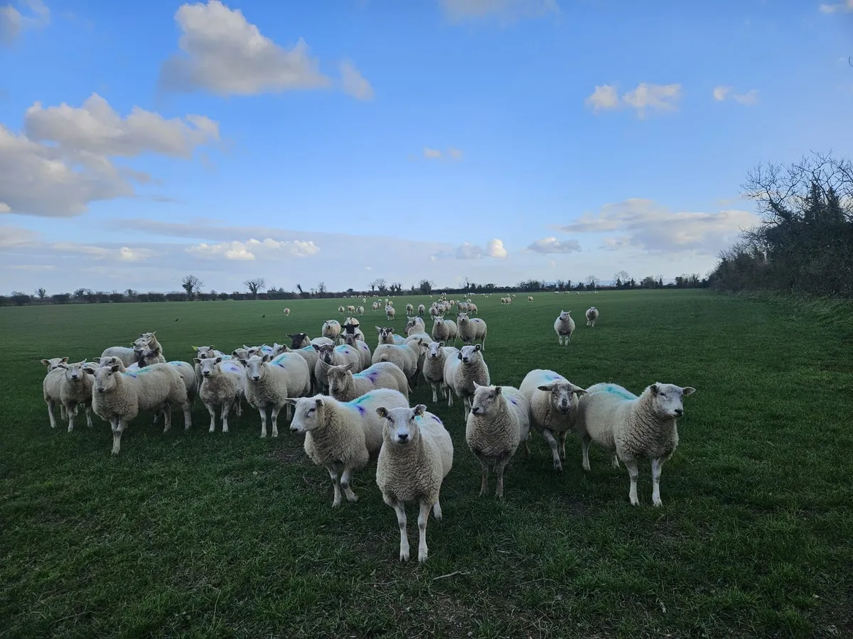 In lamb Ewe Lambs - Image 1