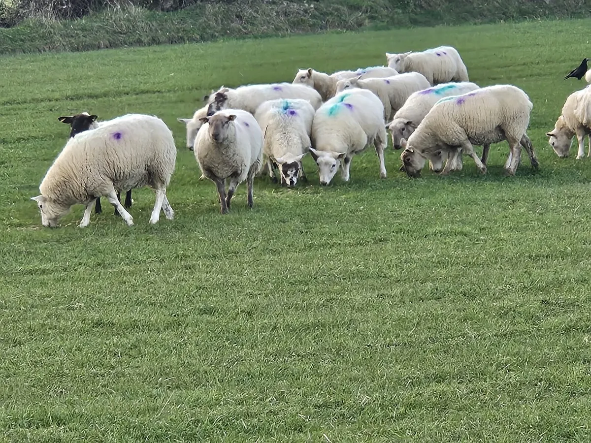 In lamb Ewe Lambs - Image 2