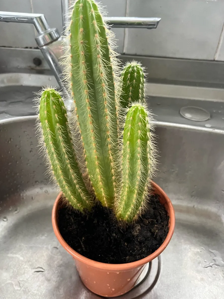 Cactus plant - Image 3