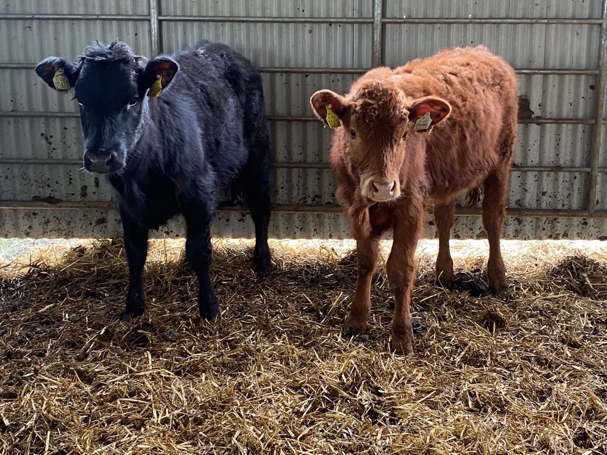 2 Super Weanling Heifers - Image 1