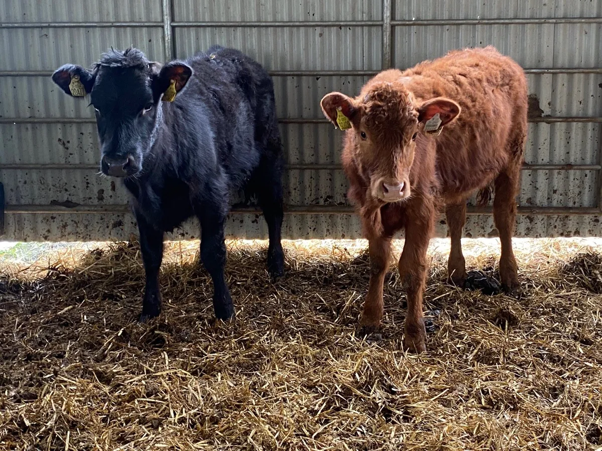 2 Super Weanling Heifers - Image 2