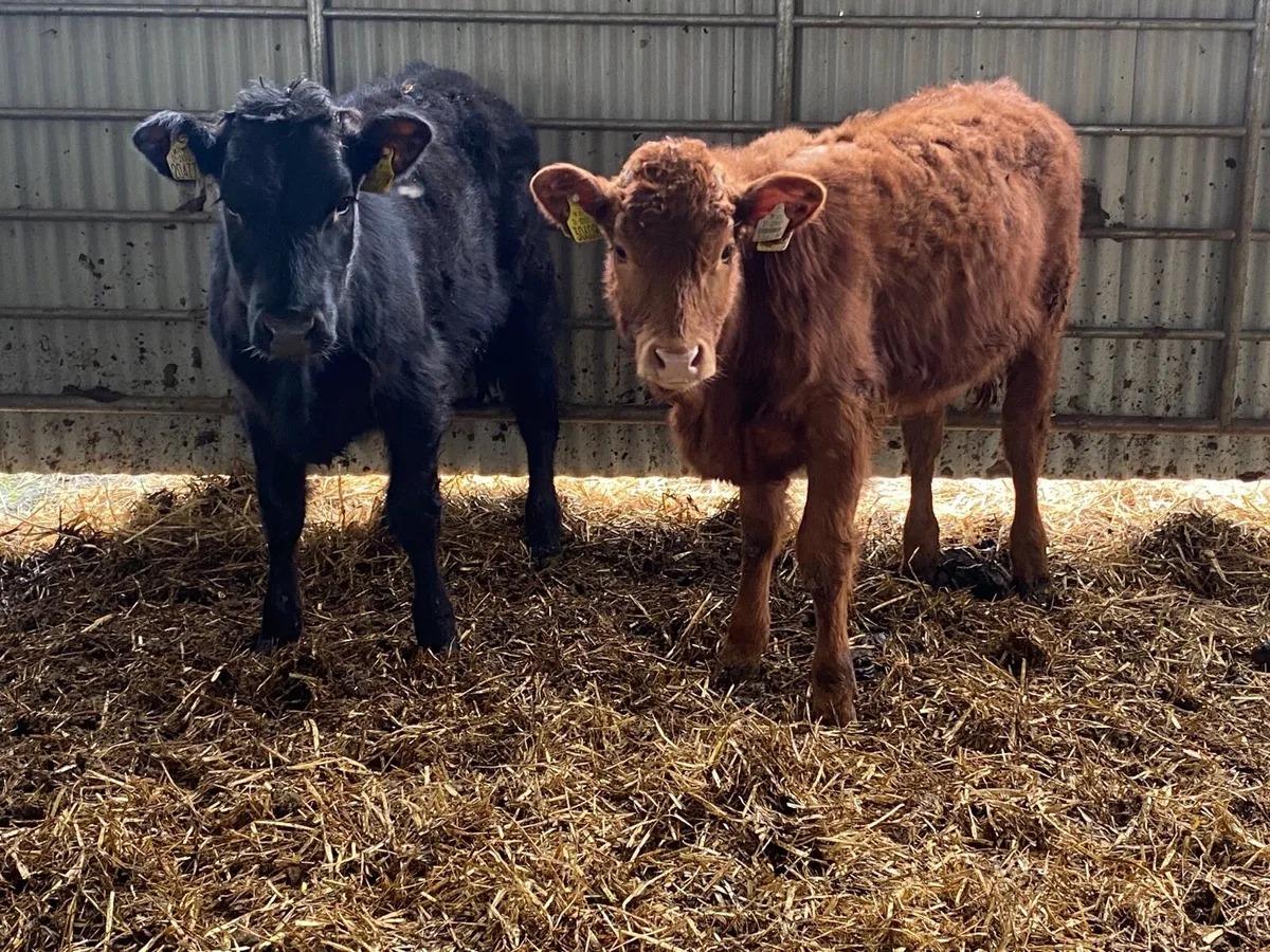 2 Super Weanling Heifers - Image 4