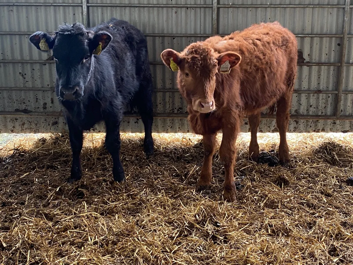 2 Super Weanling Heifers - Image 3