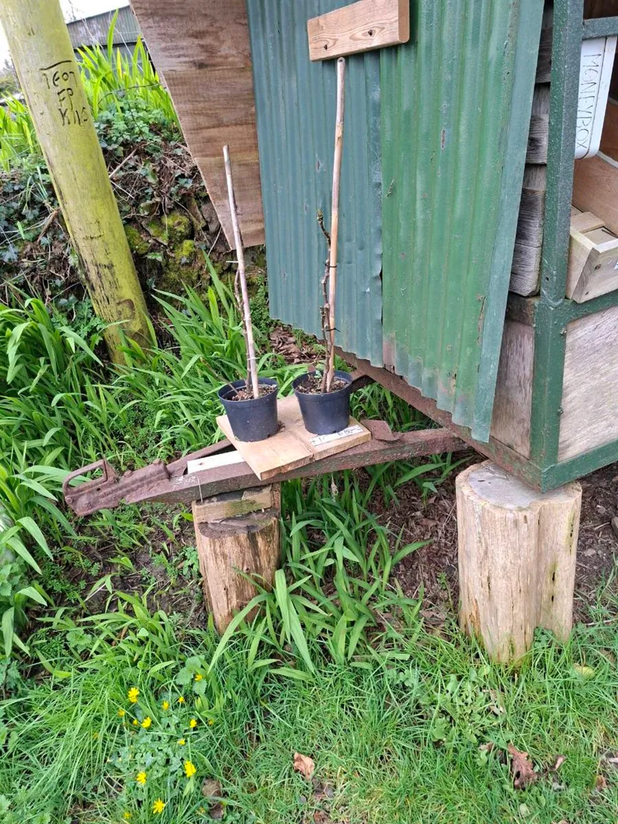 Food and firewood trailer for sale - Image 3