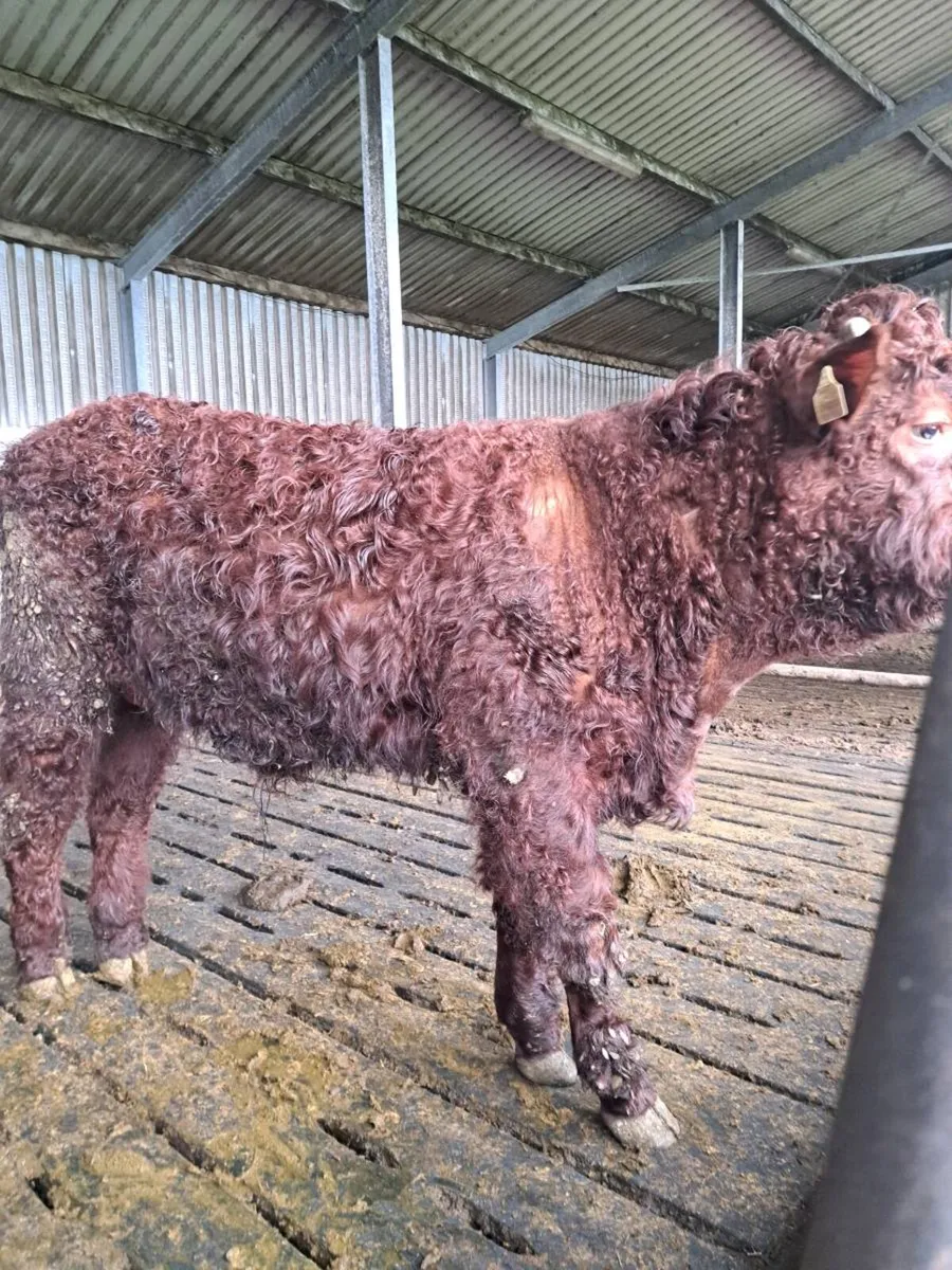 beef cattle - Image 1