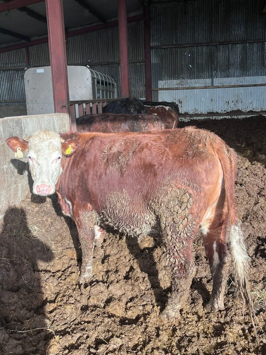 23 Heifers - Image 1