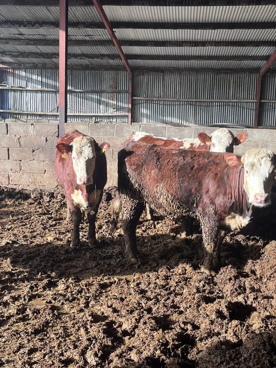 23 Heifers - Image 2