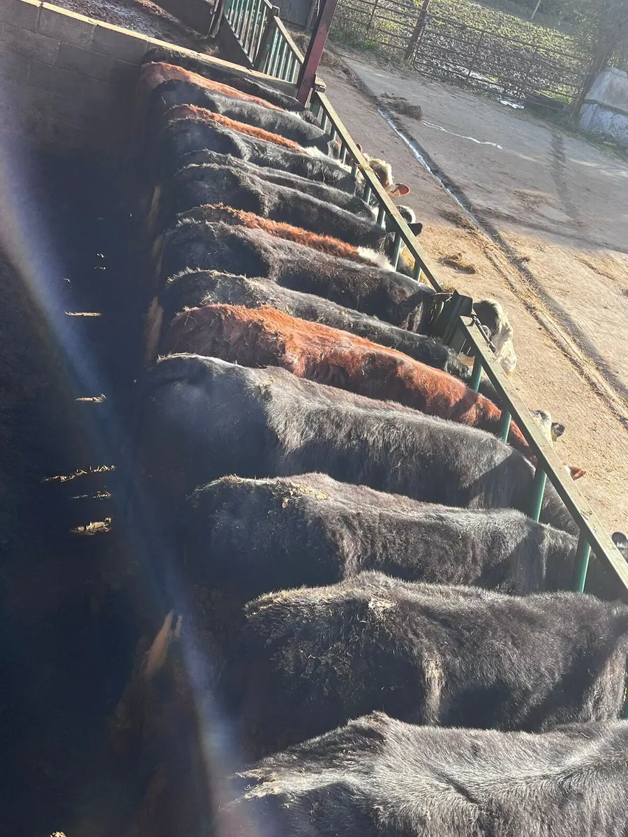 23 Heifers - Image 3