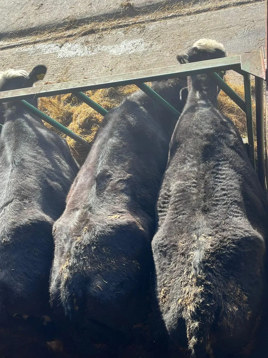 23 Heifers - Image 4