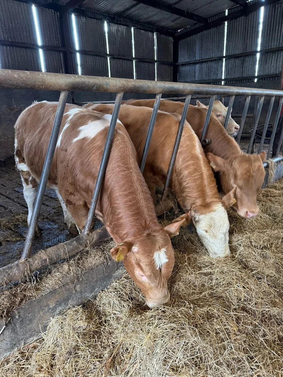 4 CH bulls - Image 1