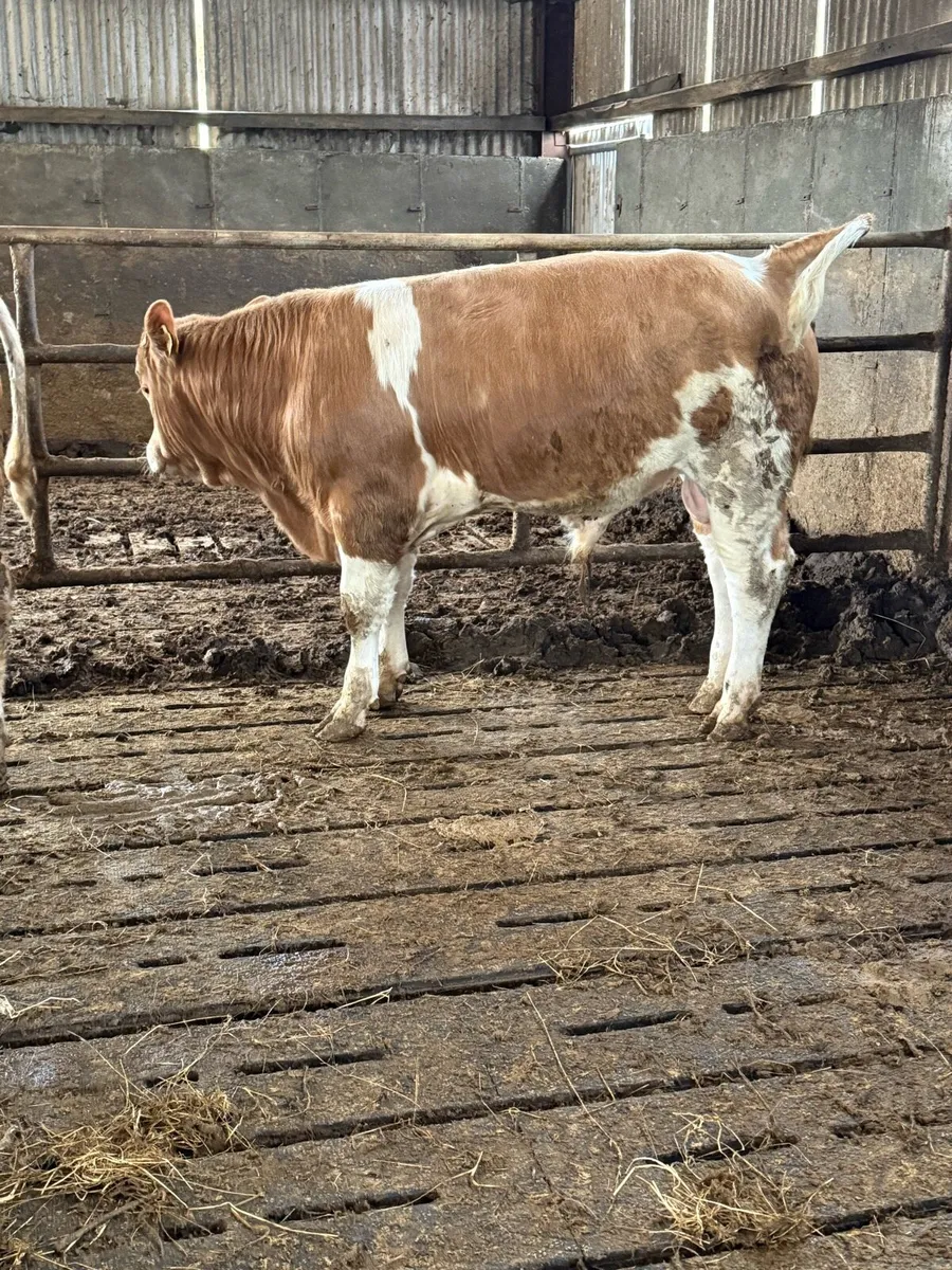 4 CH bulls - Image 2