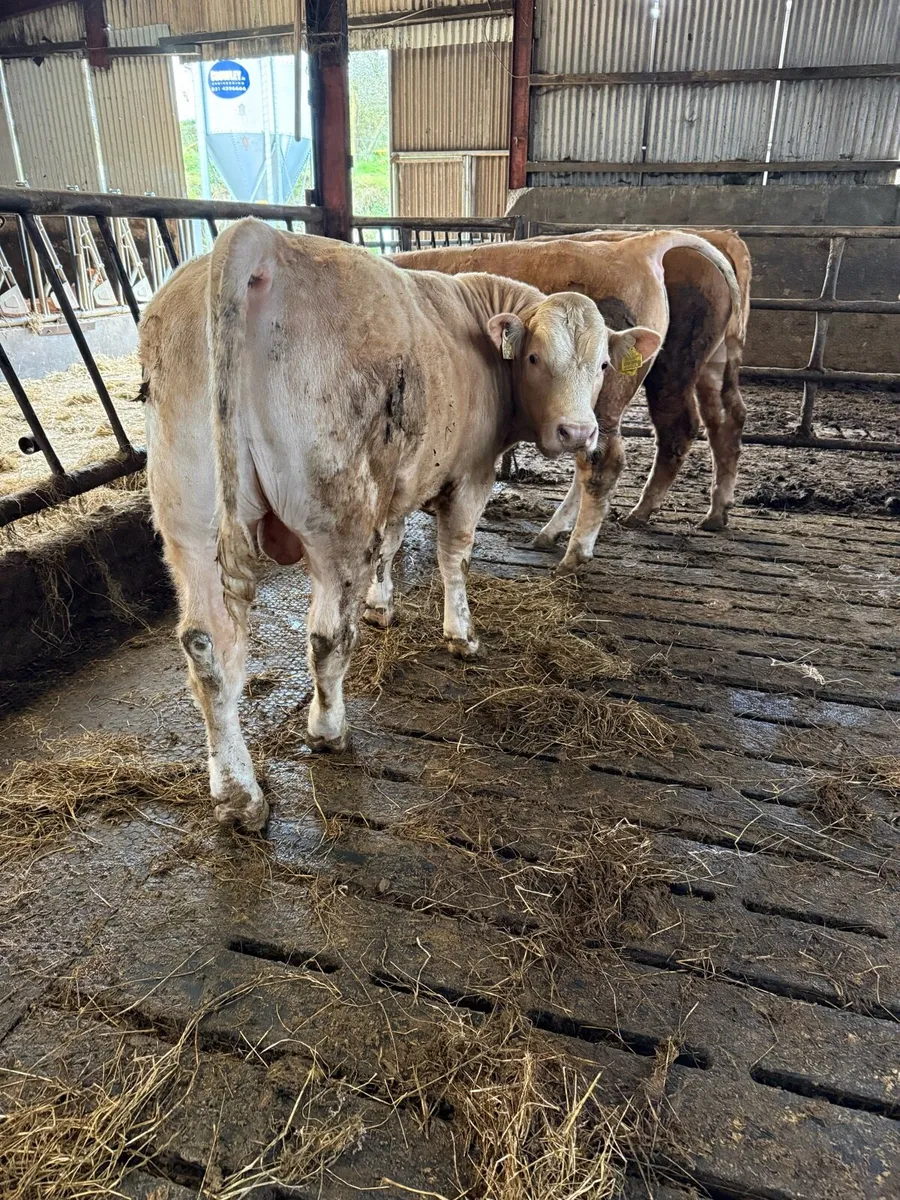 4 CH bulls - Image 3