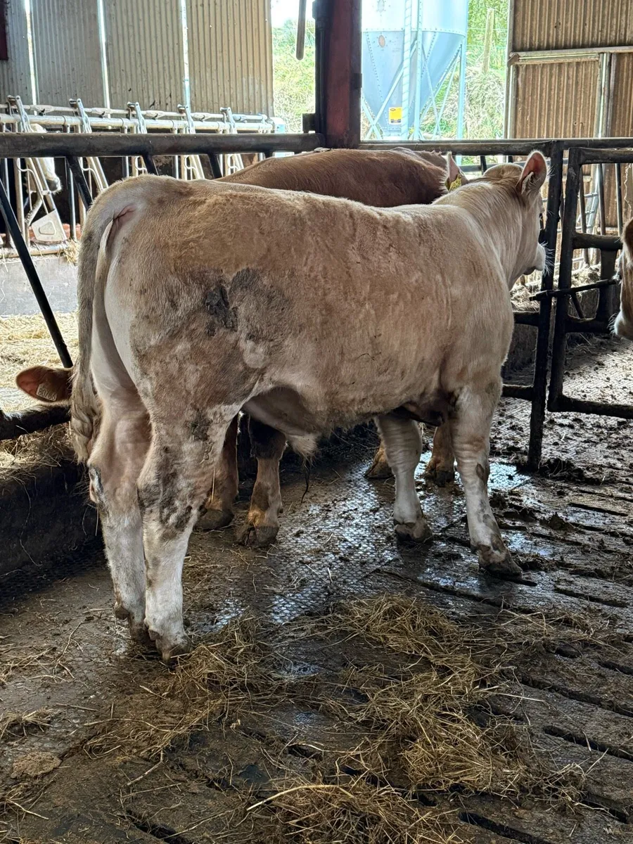 4 CH bulls - Image 4