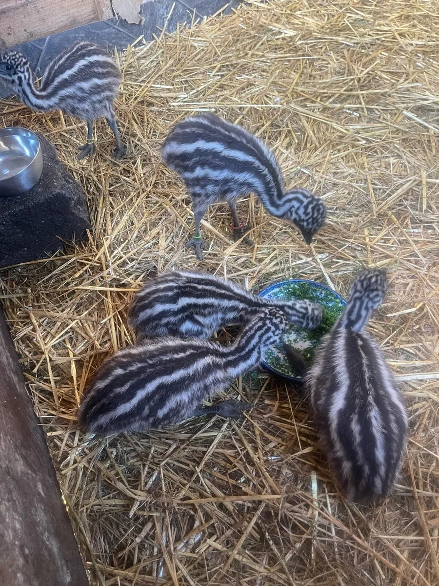 Emu Chicks - Image 1