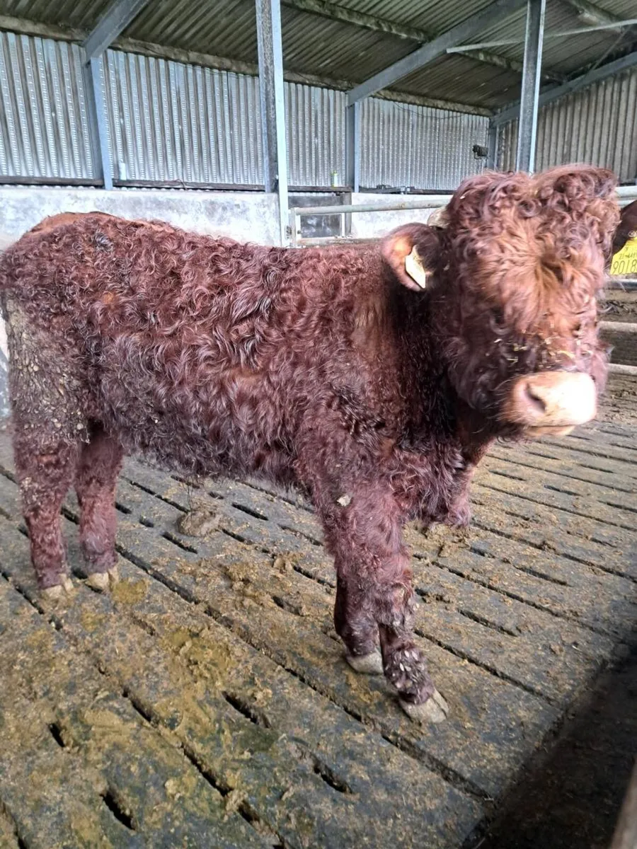 beef cattle - Image 2