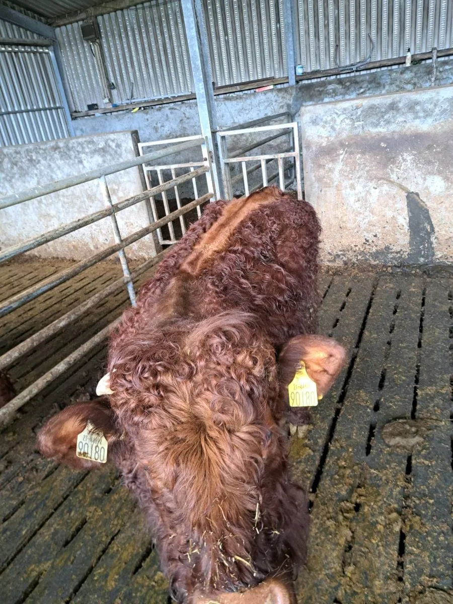 beef cattle - Image 3