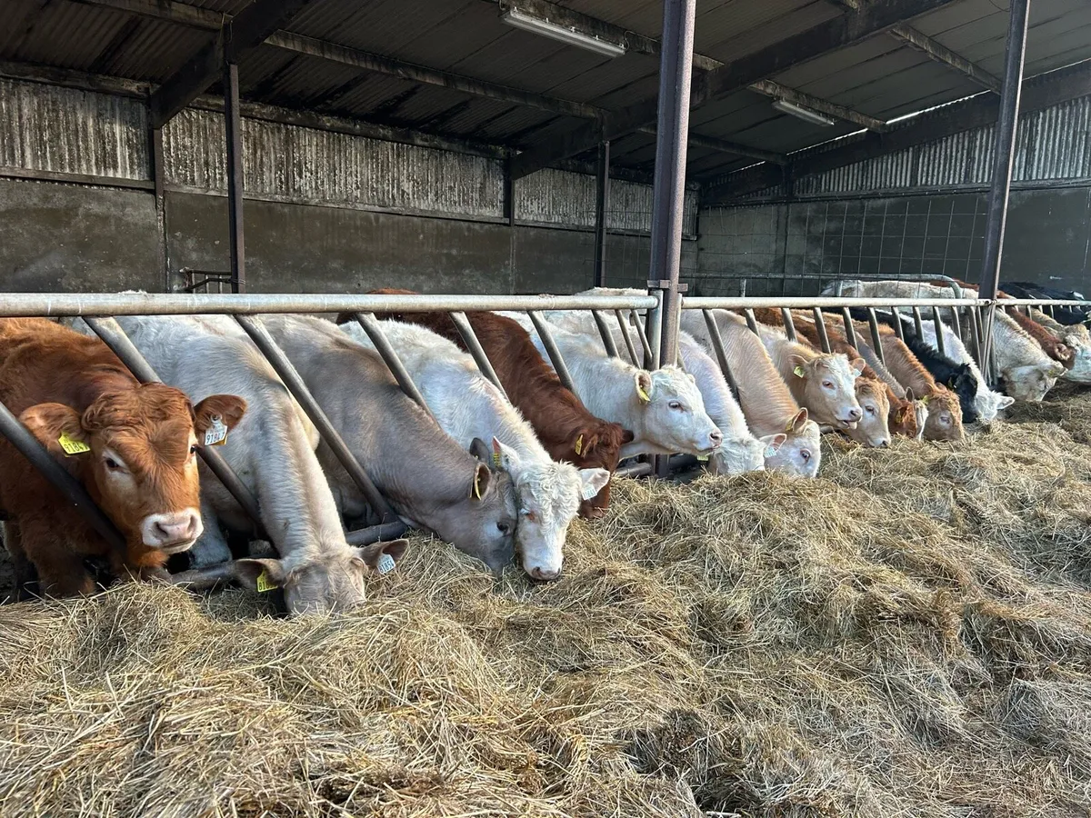 20 Continental Limestone Weanlings, - Image 1