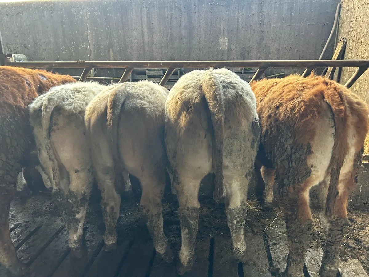 20 Continental Limestone Weanlings, - Image 2