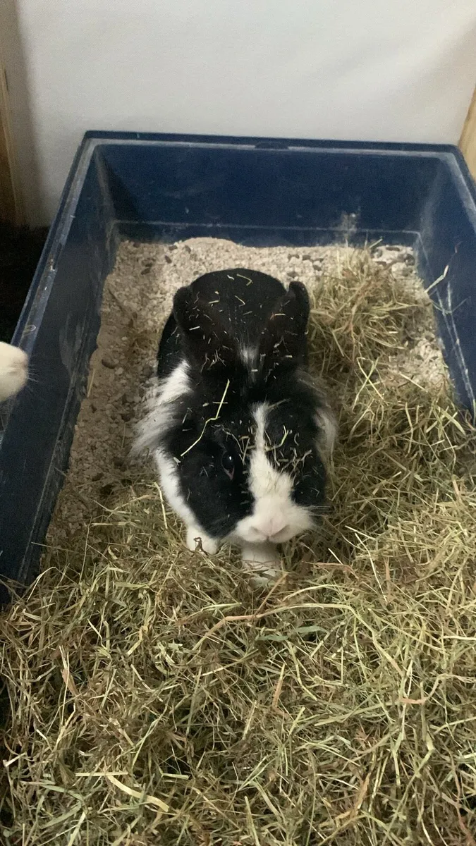 Female rabbit - Image 2