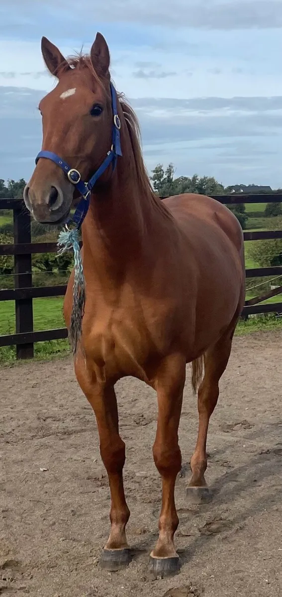 Gelding 16hh 4 years old - Image 2