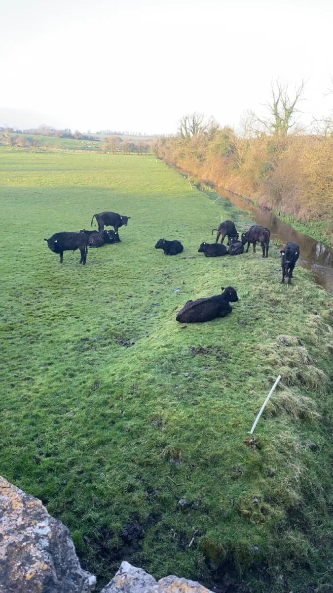 4 angus bullocks for sale - Image 1