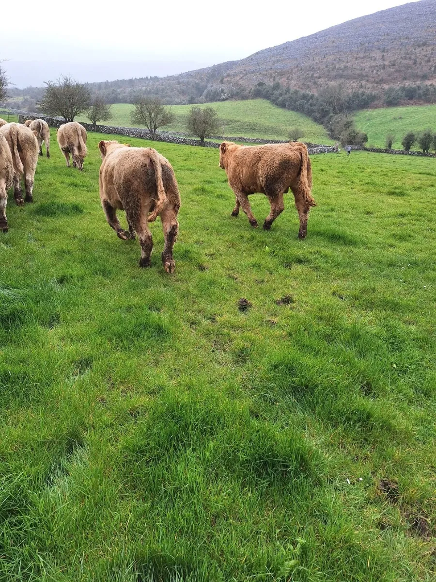 18 home bred charlois bullocks, Out- Wintered - Image 1